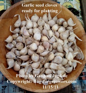 "Sigle clove can produce a garlic bulb"