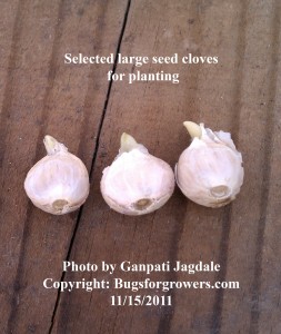 "Select large size garlic cloves for planting"