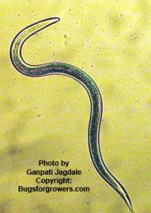 Sinusoidal "S" shaped-movement of live beneficial entomopathogenic nematodes