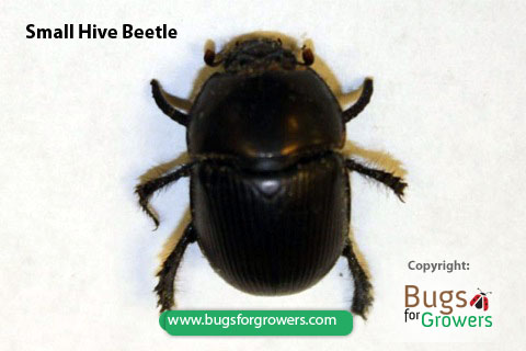 Small hive beetle