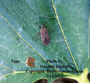 "Eggs of squash bug"