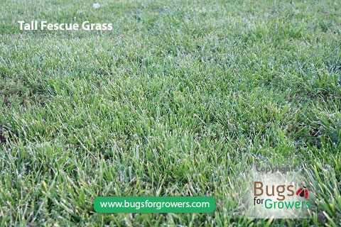 May/June beetles feed on tallfecsue grass