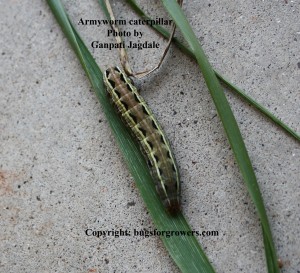 "Armyworm caterpillar"
