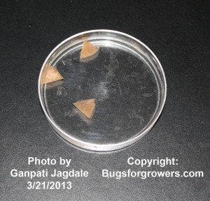 Entompathogenic nematode viability should be checked before application