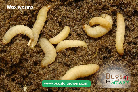 Wax worms for the production of beneficial nematodes