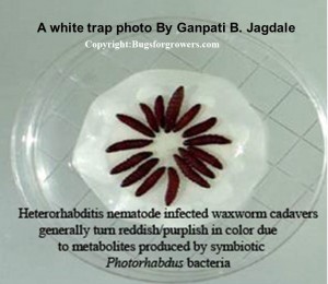"White Trap for Heterorhabditis nematode"