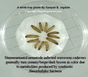 "White trap for Steinernematid nematode"
