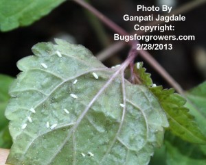 Predatory Mite, Amblyseius swirskii can feed on whitefly eggs and larvae