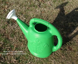 Entomopathogenic nematodes can applied with a watering can