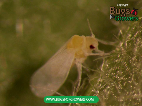 Adult whitefly